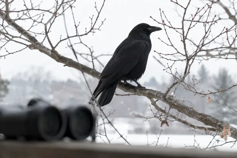 Dark bird silhouetted on a bare branch against a bright winter sky, the kind of view where binocular color fringing shows (AI illustration)