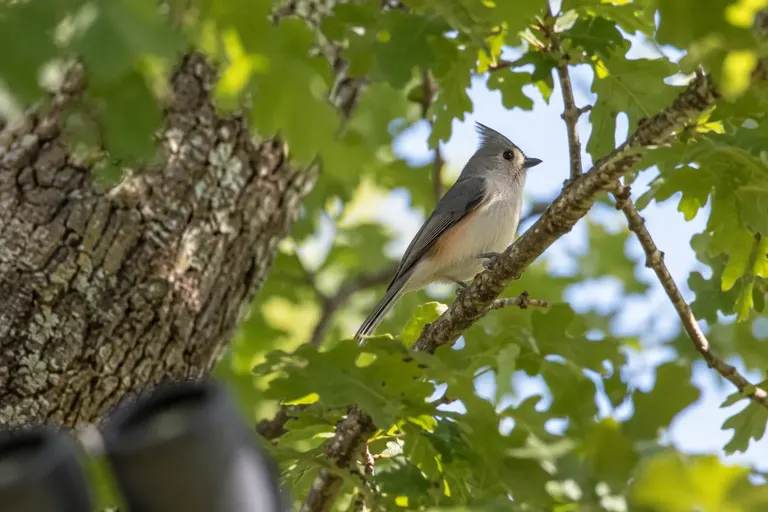 A small songbird half-hidden among leafy branches in a backyard tree, seen from below (AI illustration)