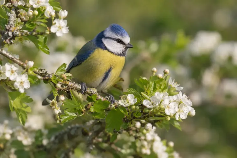 A brightly colored small songbird perched among flowers, its eye in sharp focus (AI illustration)