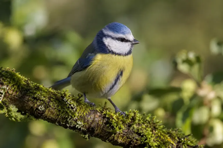 A Eurasian Blue Tit perched on a mossy branch in soft morning light, its blue crown and yellow breast sharply lit (AI illustration)