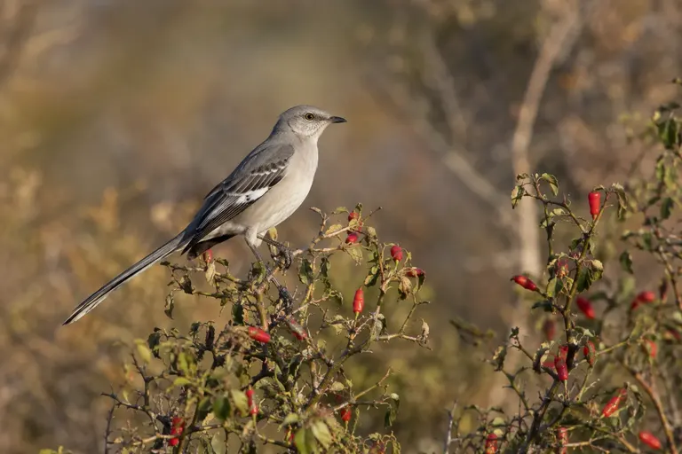 A northern mockingbird perched on a wild chili pepper plant with small red fruits (AI illustration)