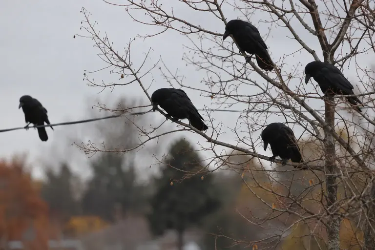 A group of crows perched in bare trees looking down at the ground at dusk (AI illustration)