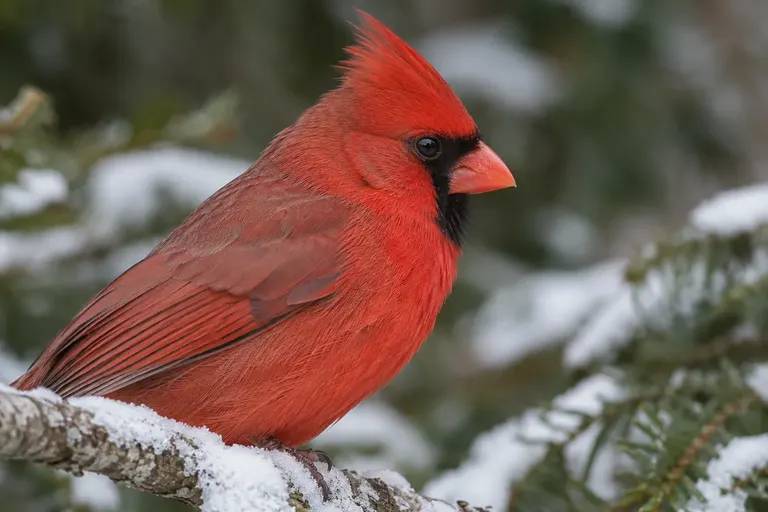Close side view of a songbird's head showing the smooth patch of feathers behind the eye that covers the ear opening (AI illustration)