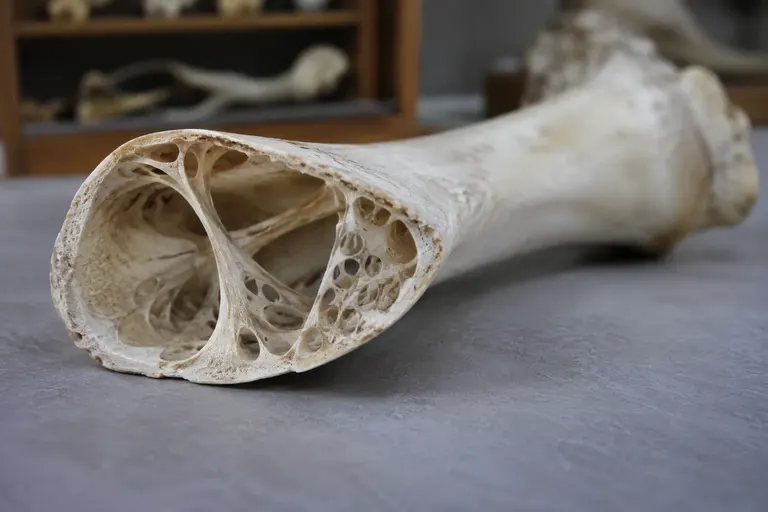 Close view of a cut bird wing bone showing a hollow interior braced by thin internal struts (AI illustration)