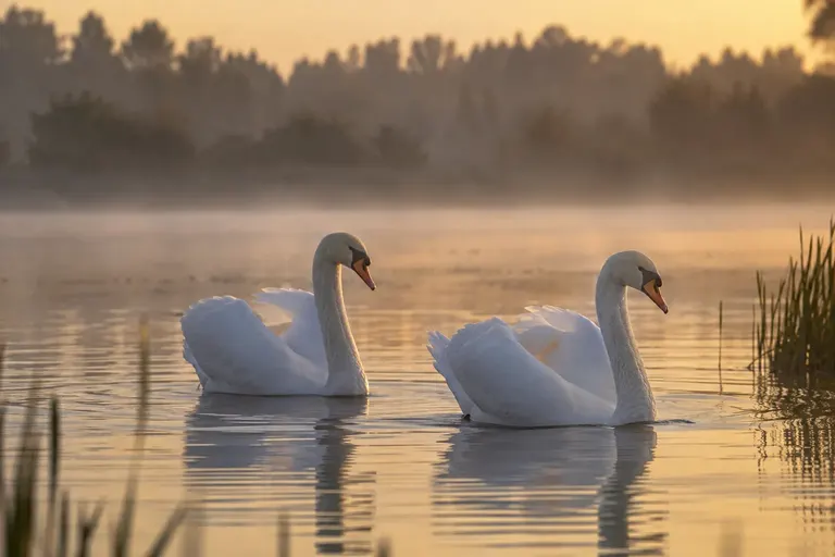 A pair of swans gliding side by side on a calm lake at dawn (AI illustration)
