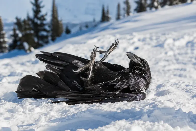 A raven rolling on its back in fresh snow on a sunny winter day (AI illustration)