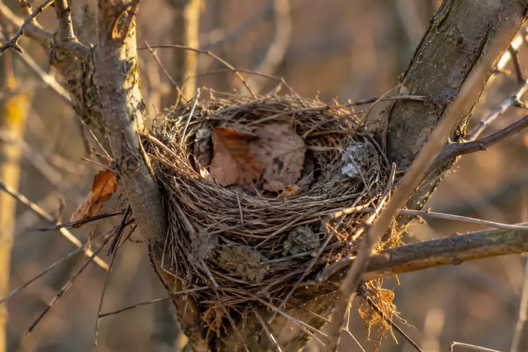 An old, weathered songbird cup nest of grass and twigs resting in the fork of a bare shrub in late autumn (AI illustration)