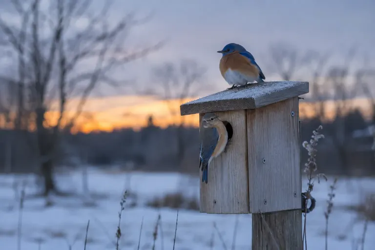 Several Eastern Bluebirds huddled together at the entrance of a wooden nest box on a frosty winter evening (AI illustration)