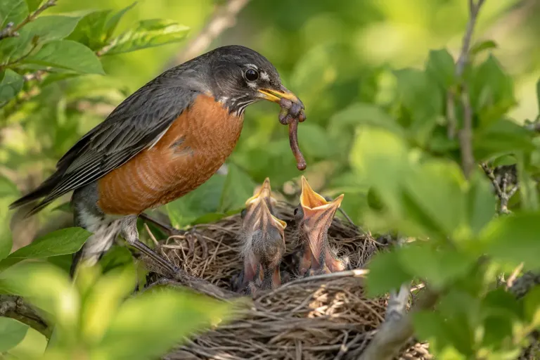 An adult songbird feeding open-mouthed nestlings in a cup nest in a shrub (AI illustration)