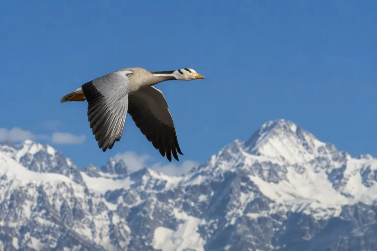 A bar-headed goose flying high over snowy mountain peaks in clear thin air (AI illustration)