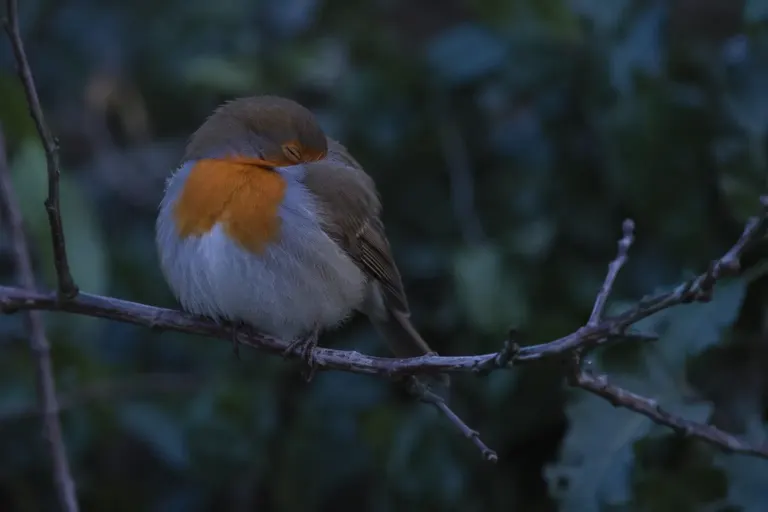 A small songbird asleep on a thin branch at dusk, feathers fluffed and toes wrapped tightly around the twig (AI illustration)