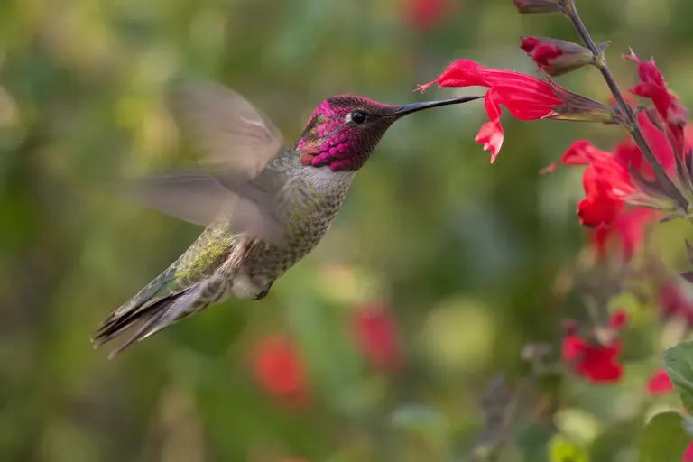 A hummingbird hovering in front of a red tubular flower with its wings blurred in motion (AI illustration)