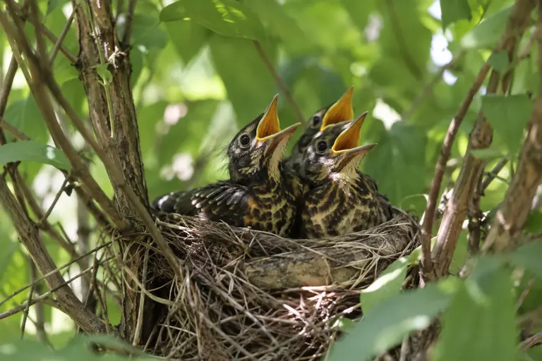Four feathered American Robin nestlings crowded in a mud-lined cup nest, beaks open, nearly ready to fledge (AI illustration)