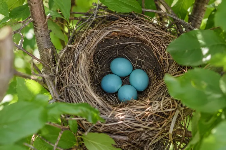 Four sky-blue American Robin eggs in a grass-lined cup nest, seen from slightly above (AI illustration)