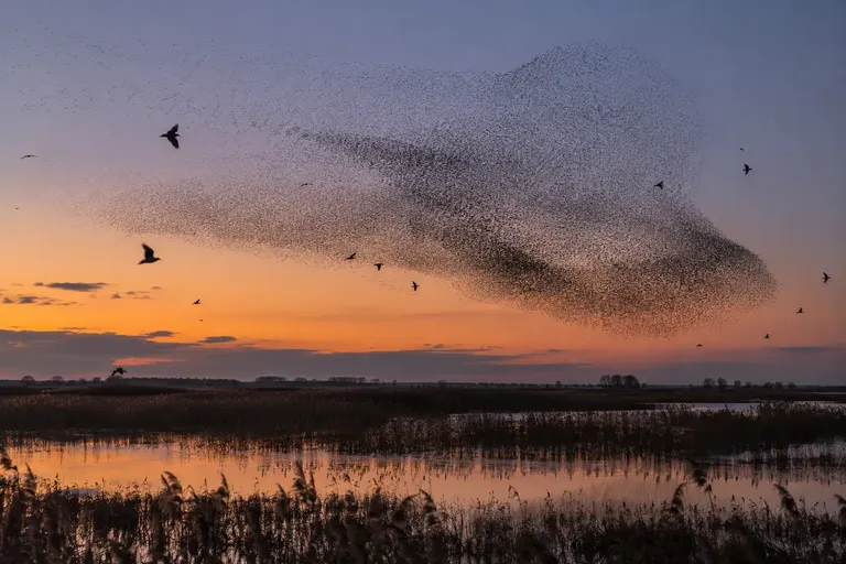 A huge flock of starlings swirling over a reed bed at dusk against an orange sky (AI illustration)