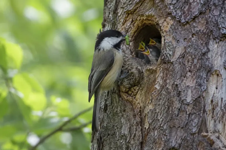 An adult chickadee at a nest cavity holding a green caterpillar while open-mouthed chicks beg inside (AI illustration)
