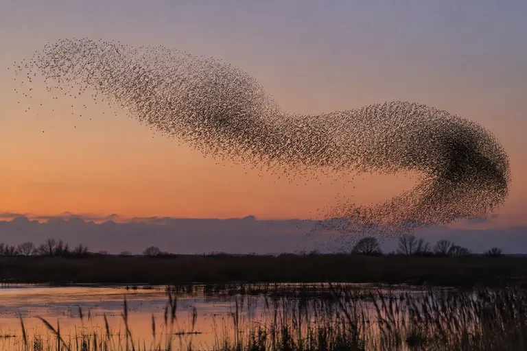 A vast flock of starlings forming a swirling dark cloud over a reed marsh at sunset (AI illustration)