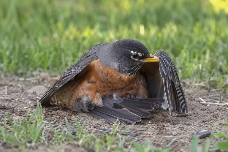 A songbird crouched on bare ground with wings spread and tail pushed forward, holding an ant in its bill against its wing feathers (AI illustration)