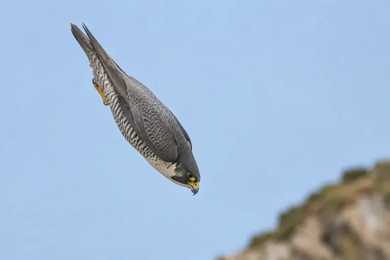 A Peregrine Falcon in a steep hunting dive with wings tucked against a pale blue sky (AI illustration)