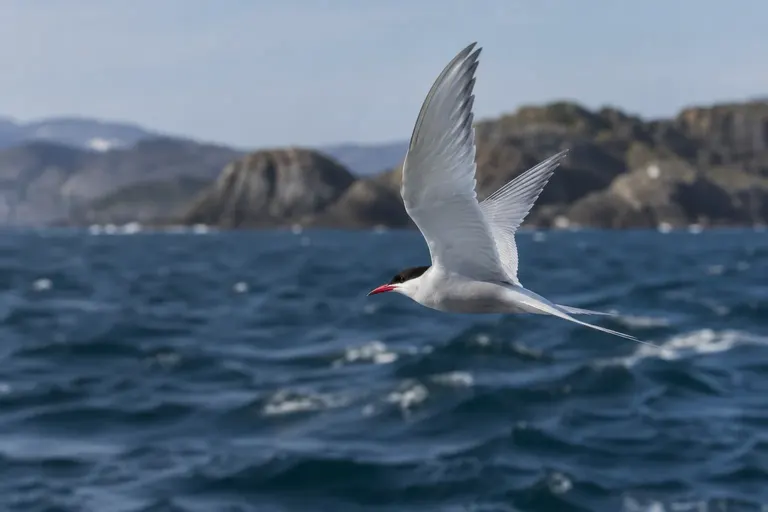An Arctic Tern in flight over cold blue ocean water with its long forked tail spread (AI illustration)