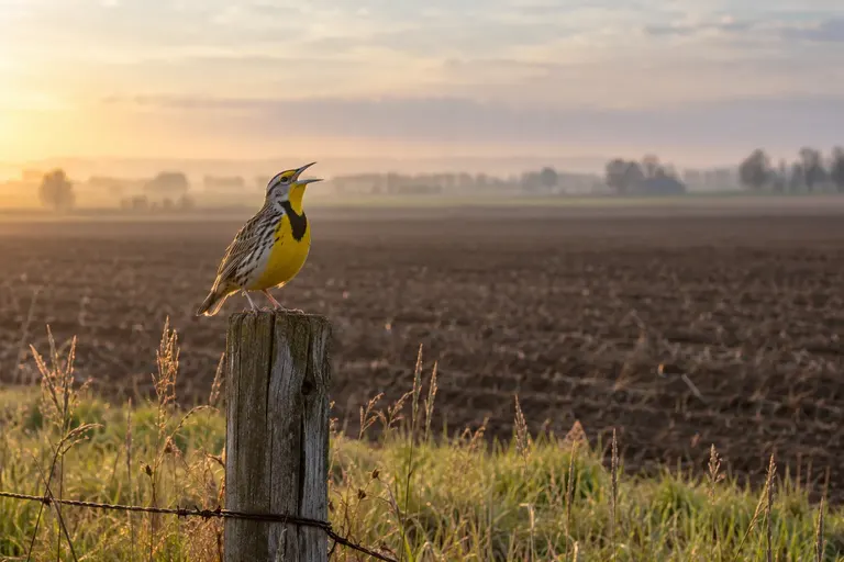 A lone meadowlark singing from a fence post at the edge of a vast plowed field with a narrow strip of grassland beside it (AI illustration)