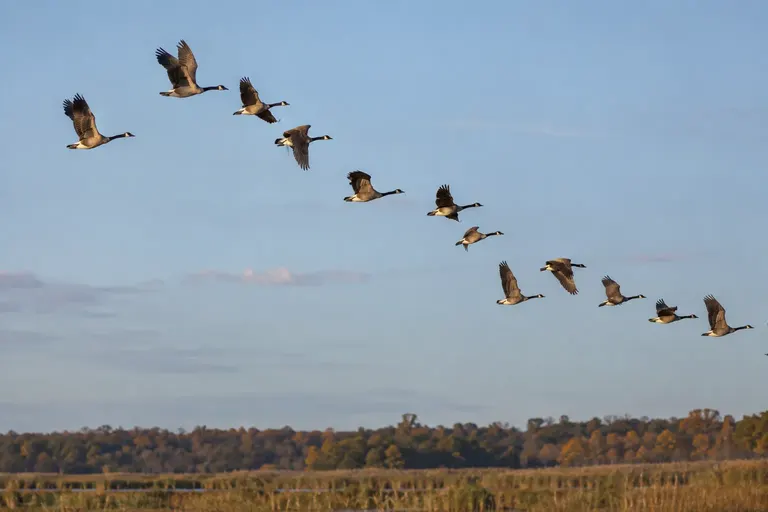 A flock of geese flying in a V formation across a pale autumn sky above a marsh (AI illustration)
