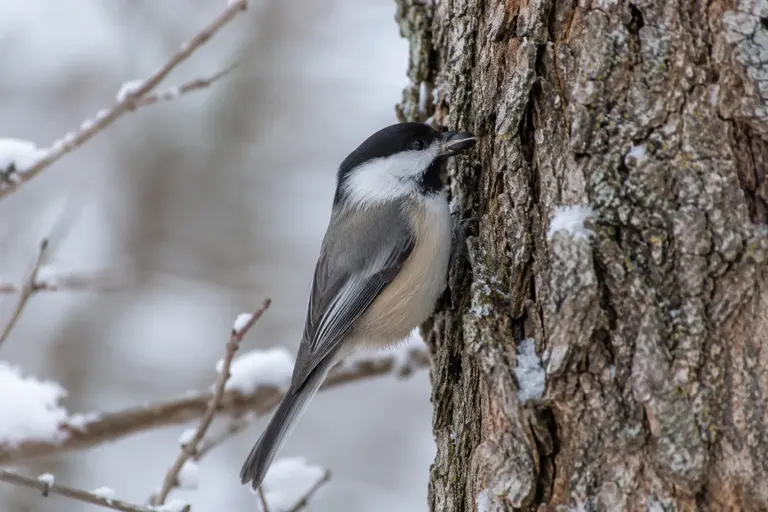 A chickadee tucking a sunflower seed into a crack in tree bark in winter (AI illustration)
