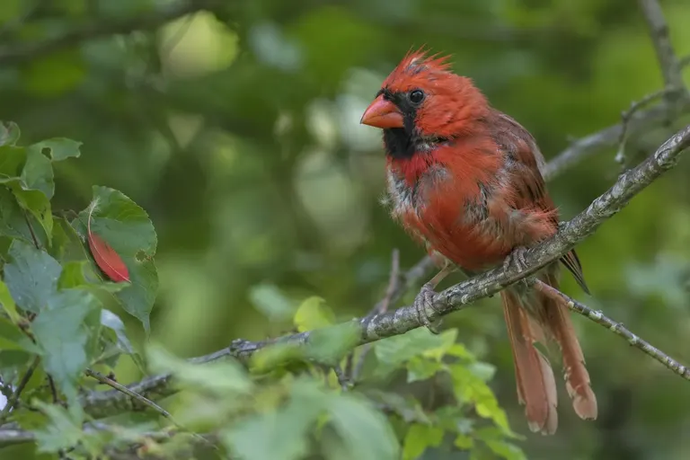 A scruffy adult Northern Cardinal in late summer with patchy, half-grown feathers perched on a branch (AI illustration)