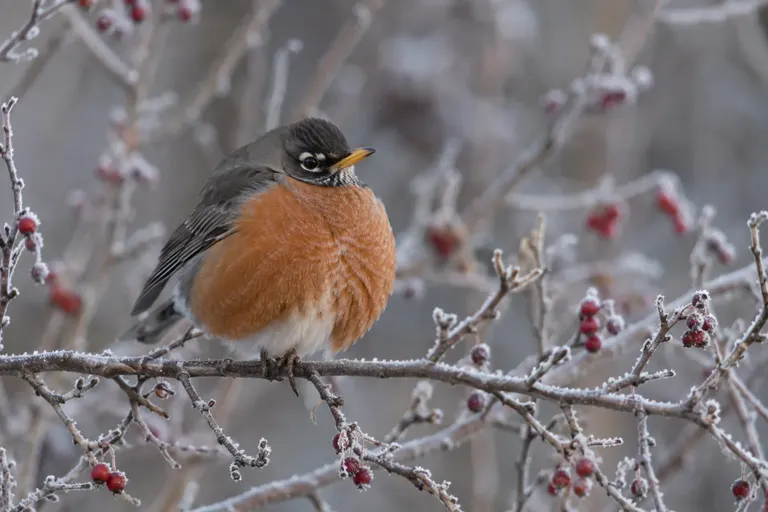 A round, fluffed-up robin perched on a bare branch on a frosty morning (AI illustration)