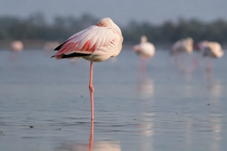 A flamingo standing on one leg in shallow water with its head tucked into its back feathers (AI illustration)