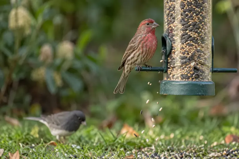 A small finch at a tube feeder flicking seed while other seeds fall toward the ground below (AI illustration)