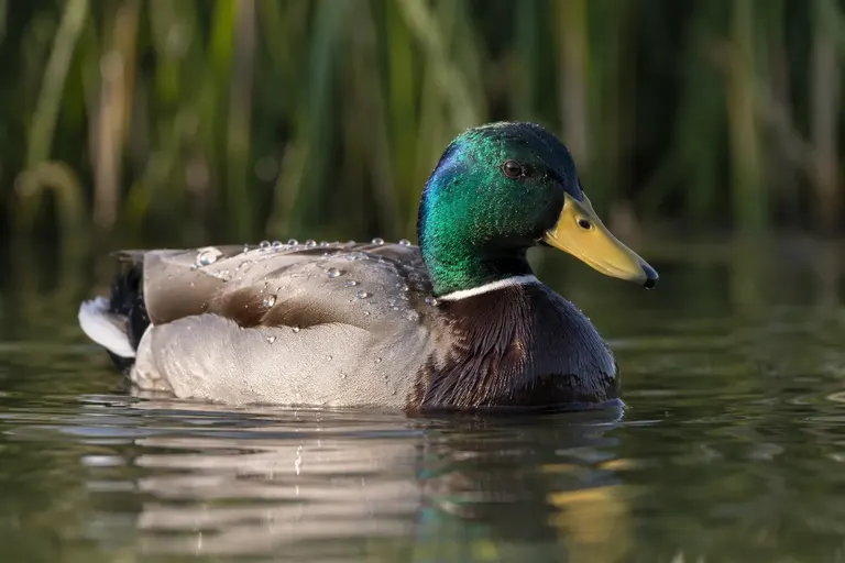 A male Mallard floating on a pond with water droplets beading on its back feathers (AI illustration)