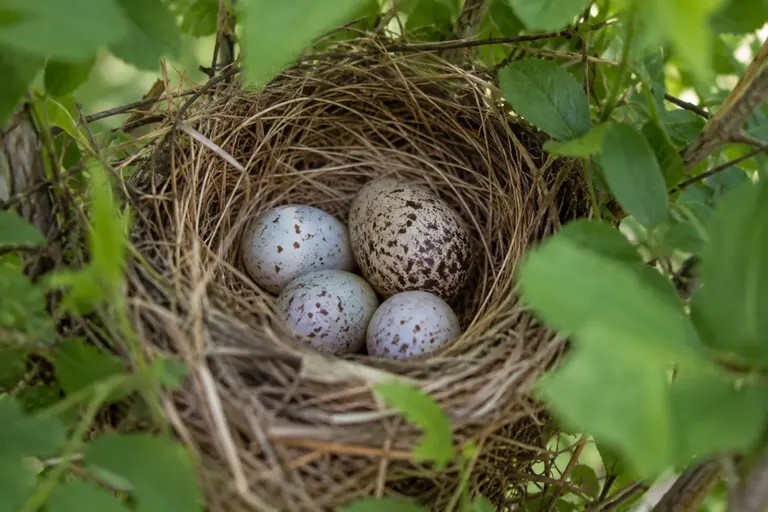 A small songbird nest holding several small speckled host eggs and one larger, differently speckled cowbird egg (AI illustration)