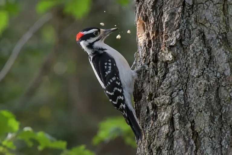 A black-and-white woodpecker clinging to a tree trunk mid-strike, with small wood chips flying from the bark (AI illustration)