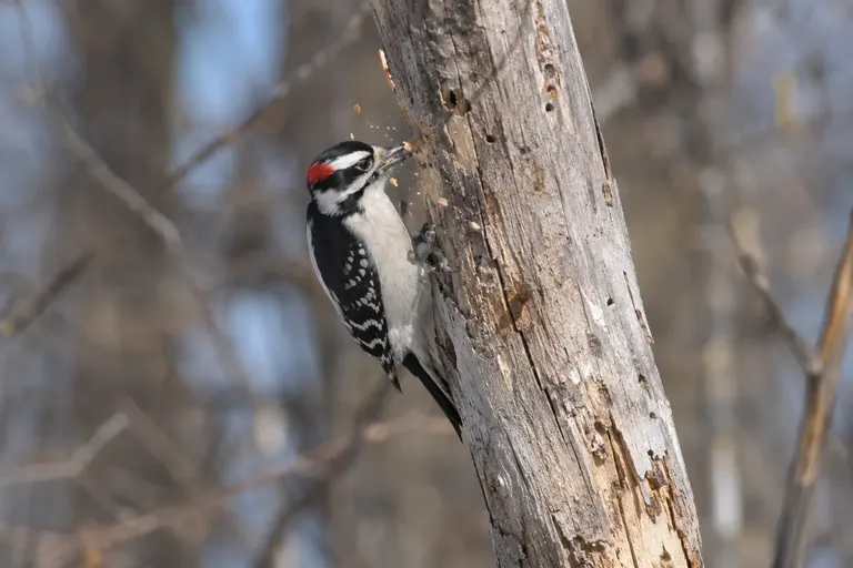 A Downy Woodpecker clinging to a weathered dead branch, braced on its stiff tail, with small wood chips flying from its bill (AI illustration)