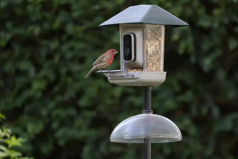 Smart bird feeder with a built-in camera mounted on a pole in a backyard, a House Finch perched in front of the lens (AI illustration)