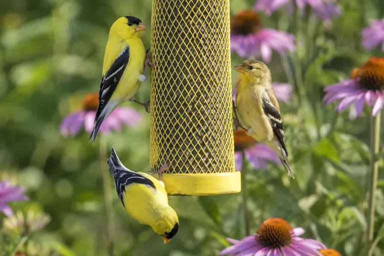 Several American Goldfinches clinging to a yellow mesh nyjer seed feeder in summer (AI illustration)