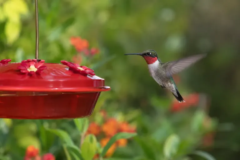Ruby-throated Hummingbird hovering at a red saucer-style nectar feeder in a green garden (AI illustration)