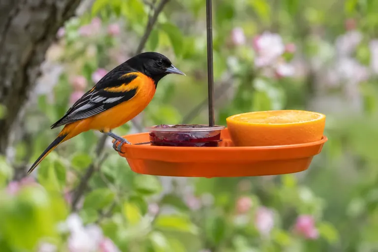 Male Baltimore Oriole perched on the rim of an orange feeder holding grape jelly and a halved orange (AI illustration)