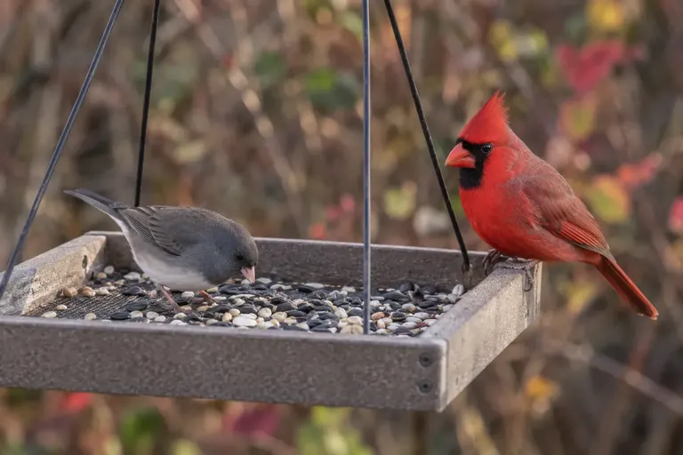 Northern Cardinal and Dark-eyed Junco feeding on a hanging tray feeder with a mesh floor (AI illustration)
