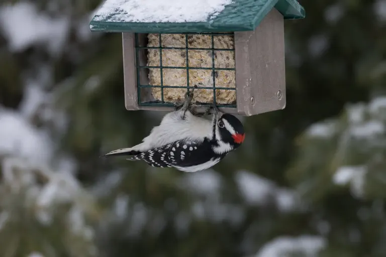Downy Woodpecker clinging beneath an upside-down suet feeder with a wooden roof in winter (AI illustration)