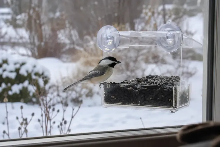 Black-capped Chickadee perched in a clear window-mounted bird feeder filled with sunflower seed (AI illustration)