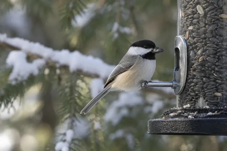A Black-capped Chickadee holding a small black sunflower seed on the perch of a tube feeder (AI illustration)