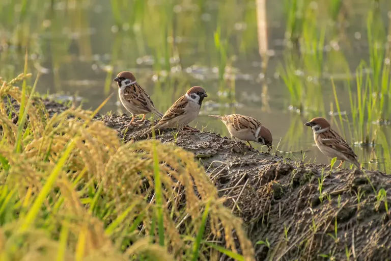 Sparrows picking at grains on the edge of a flooded rice paddy (AI illustration)