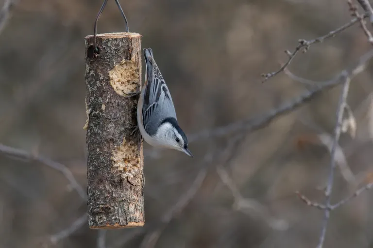 A nuthatch clinging head-down to a log smeared with peanut butter mix (AI illustration)