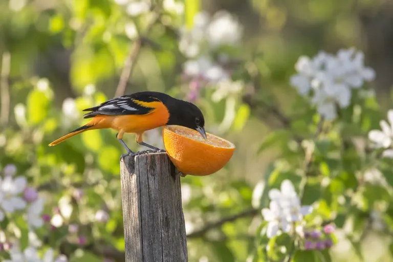 An oriole feeding on a halved orange fixed to a wooden post in spring (AI illustration)