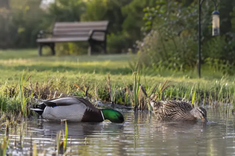 Mallard ducks foraging along a pond edge with no bread in the water (AI illustration)