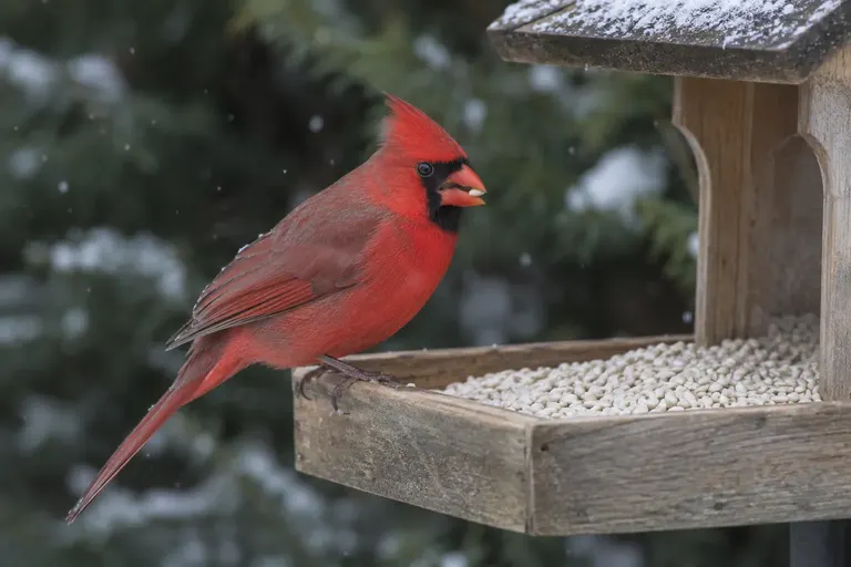 A male Northern Cardinal eating white safflower seeds from a hopper feeder in winter (AI illustration)