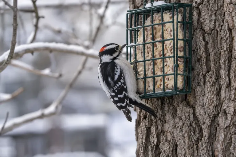 A Downy Woodpecker clinging to a wire suet cage holding a nut-studded suet cake on a tree trunk (AI illustration)