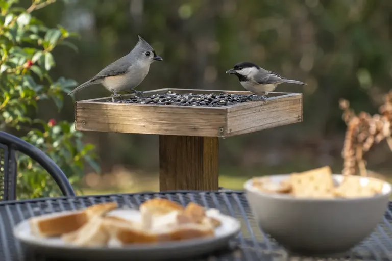 A backyard platform feeder holding clean seed next to a kitchen counter with bread and snacks set aside (AI illustration)